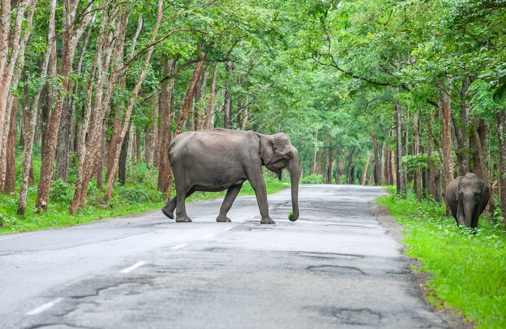 Scenic Journey to Wayanad