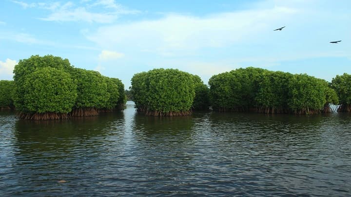 Serene Backwater Cruise