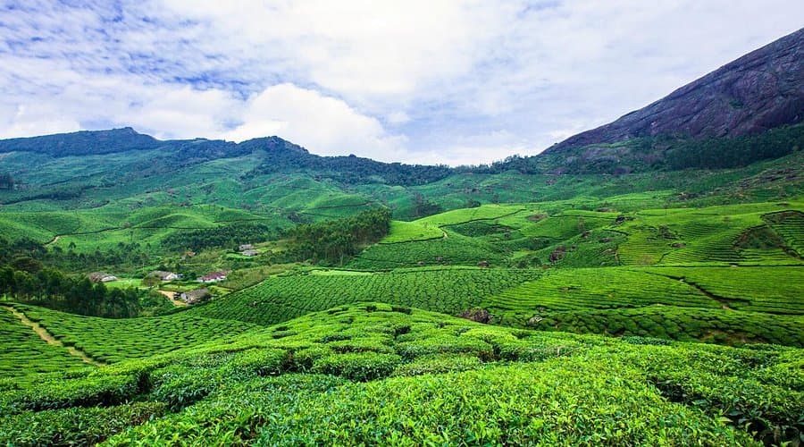 Arrival & Tea Garden Drive