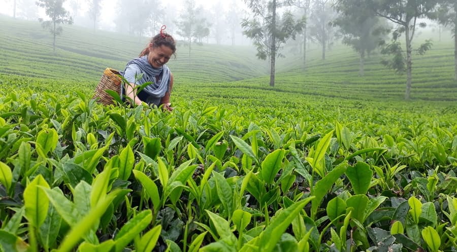Scenic Drive to Munnar