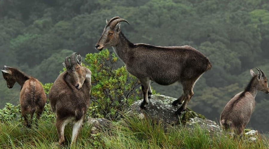 Eravikulam National Park