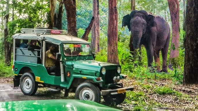 Muthanga Jeep Safari