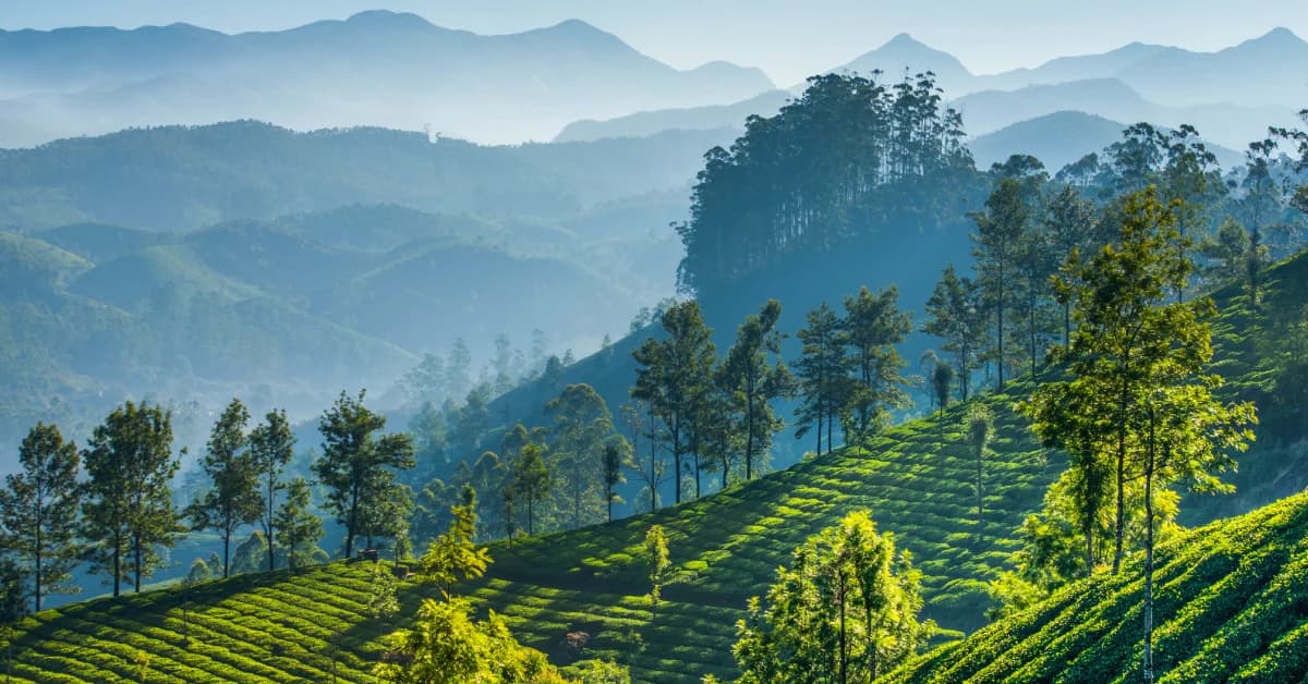 Nilgiri Tea Estates