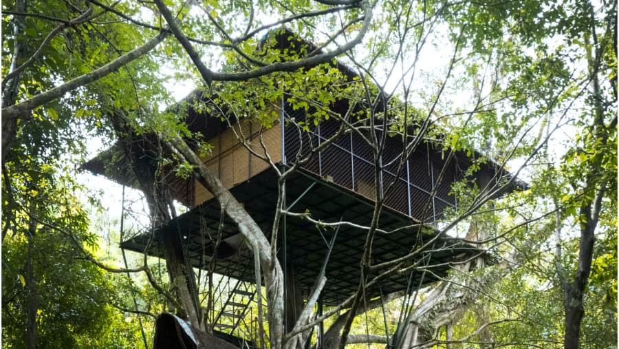 Tree House