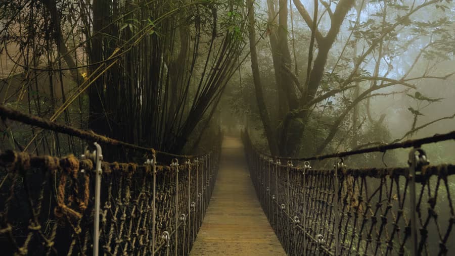 Doze in the Forest's Cradle