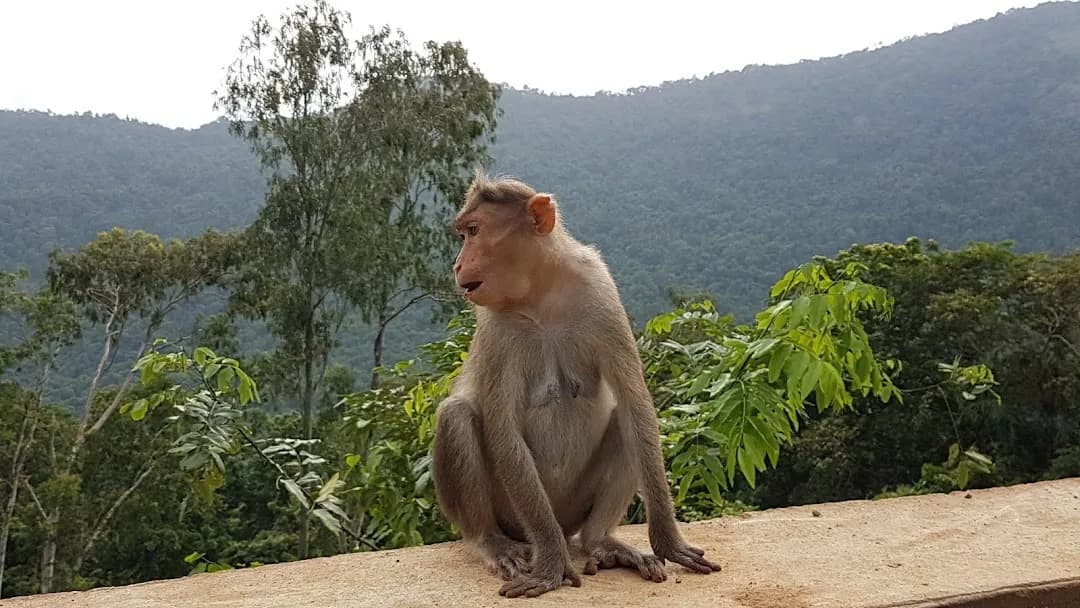 Lakkidi Viewpoint