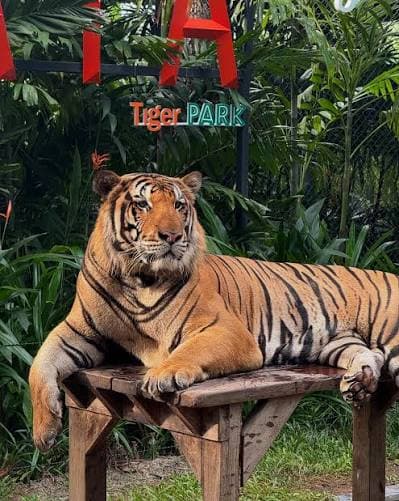 Arrival in Pattaya – Floating Market & Tiger Park