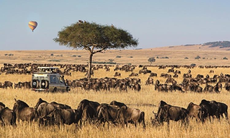 Full Day Game Drive in Masai Mara