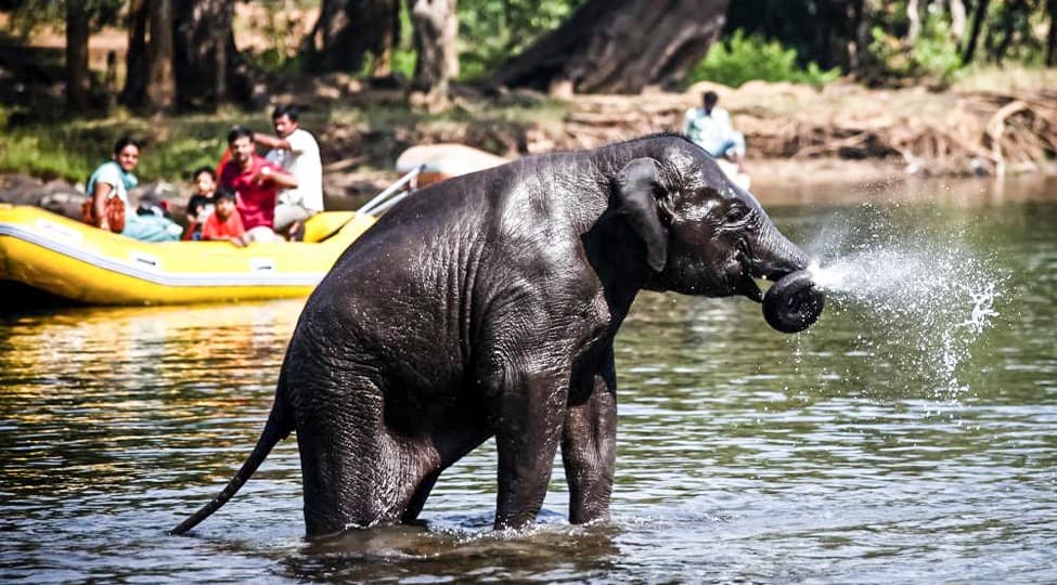 Dubare Elephant Camp