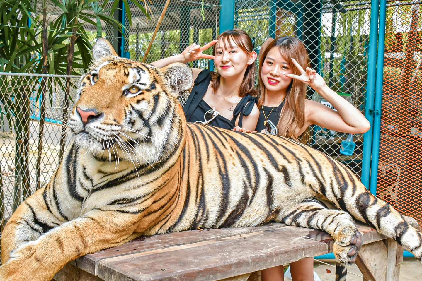 Tiger Park Pattaya
