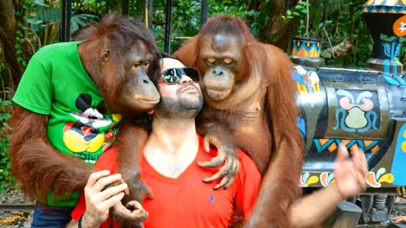 Orangutan Show