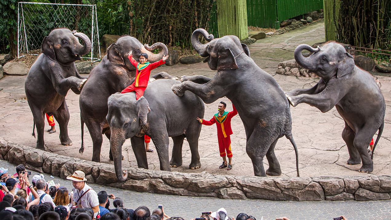 Elephant Show