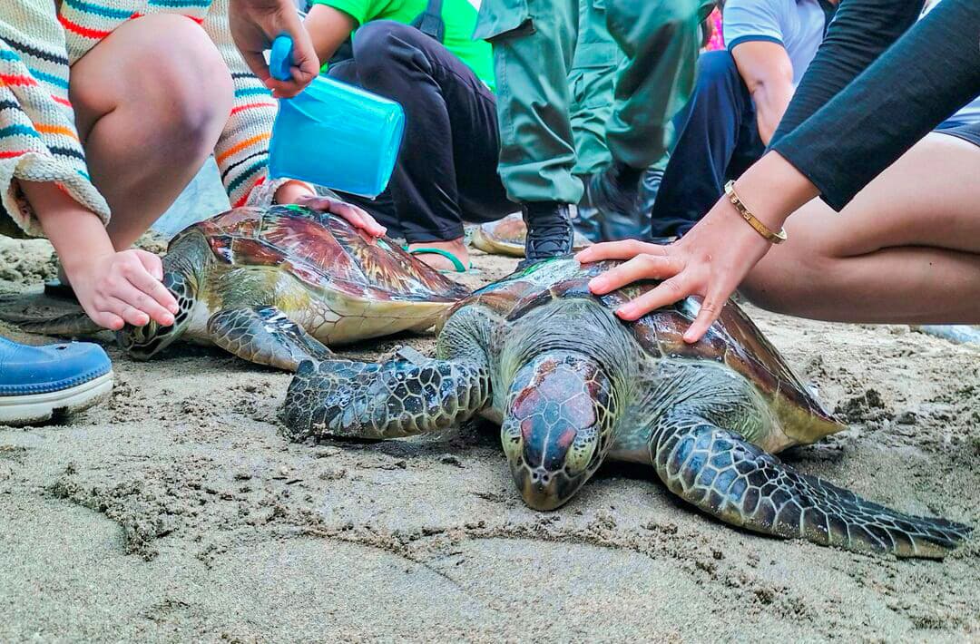 The Turtle Island